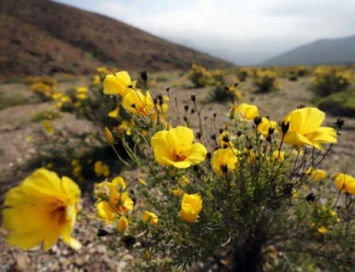 Adviento III: Una invitación al gozo – P. Gustavo Irrazábal